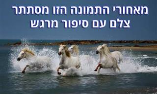 20 תמונות של חיות בר שתיעד צלם רוסי עם סיפור מרגש