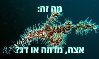 15 בעלי חיים יפהפיים ומוזרים שכדאי להכיר