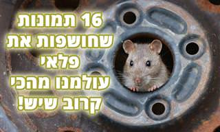 16 תמונות מתמודדות וזוכות מתחרות 