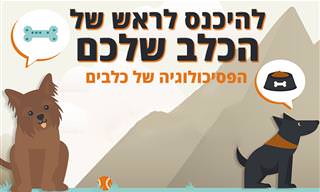 להיכנס לראש של הכלב שלכם: הפסיכולוגיה של כלבים