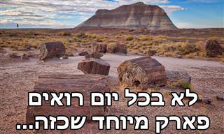 צפו בסדרת תמונות מרהיבות מפארק היער המאובן בארה