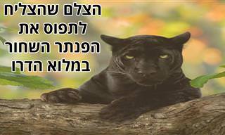 תיעוד של פנתר שחור ועוד תמונות טבע מרהיבות של הצלם שאז ג'ונג