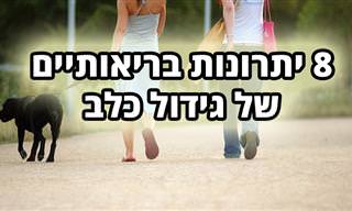 8 יתרונות בריאותיים שכלבים מעניקים לנו