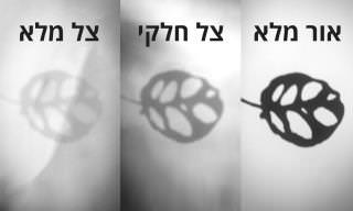 6 טיפים חשובים לגידול צמחים