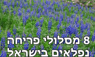 8 מסלולי פריחה יפים מצפון ועד דרום