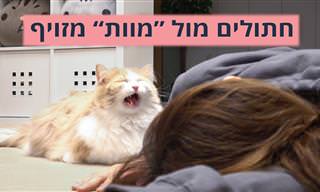 איך חתולים מגיבים כשהבעלים שלהם 