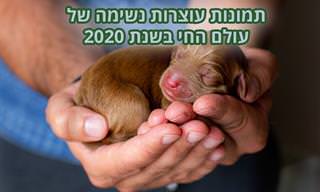 תמונות מתחרות צילום עולם החי של אתר אגורה לשנת 2020