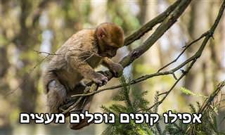 16 פתגמים ומשפטים יפים מיפן עם חכמת חיים עמוקה
