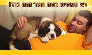 15 תמונות של כלבים – כגורים וכבוגרים