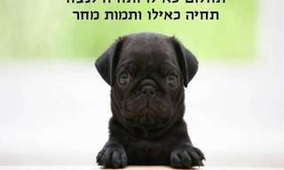 חיות את החיים - גלויות מקסימות!