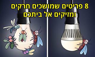 8 דברים שמושכים חרקים ומזיקים אחרים אל ביתכם