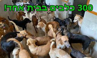 גיבור אמיתי: איך ריקרדו פימנטל הציל יותר מ-300 כלבים וחיות אחרות?