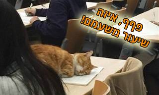15 תמונות של חתולים שיושבים או שוכבים במקומות מוזרים