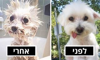 17 חיות חמודות להפליא בשעת המקלחת