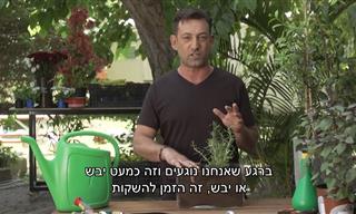 הטיפים הבסיסיים להשקיית צמחים ודשא שכל חובב גינון חייב להכיר