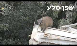 העושר הביולוגי של הבניאס