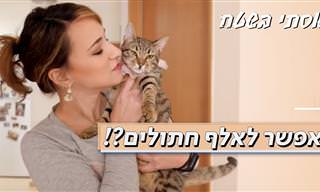 מומחית מסבירה: איך אפשר לשנות התנהגות של חתולים?