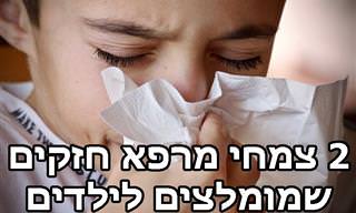 צמחי מרפא לחיזוק מערכות הנשימה והעיכול של ילדים