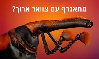 21 תמונות מיקרוסקופיות שנותנות זווית חדשה לעולמנו
