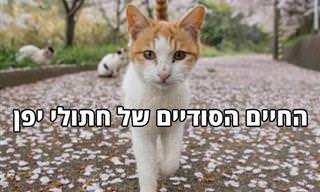 17 תמונות שמציגות את החיים הסודיים של חתולי יפן