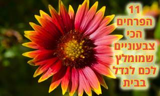 11 סוגי פרחים צבעוניים שמומלץ לגדל בבית