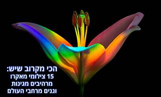 15 תמונות מאקרו נבחרות מתחרות צילומי הגינה