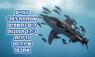17 תמונות מזוכי תחרות צילומי הצלילה של 2020