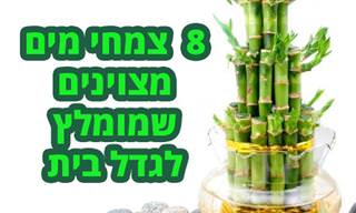 8 צמחים שאפשר לגדל בתוך אגרטל עם מים