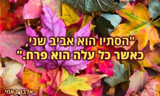 15 ציטוטים מקסימים על הסתיו