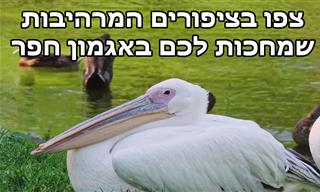 טיול צפרות מודרך באגמון חפר