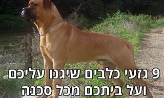 9 גזעים מומלצים לכלבי שמירה נאמנים וחכמים