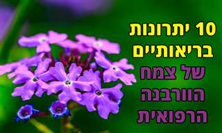 יתרונות בריאותיים של צמח הוורבנה הרפואית