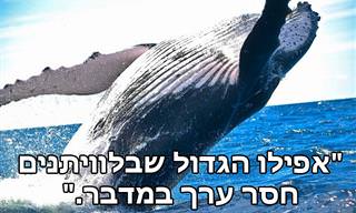 ציטוטים חכמים ומעוררי השראה של קונפוציוס