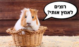 5 חיות מחמד קטנות שאפשר לגדל בכלוב