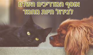 אוסף כתבות ומדריכים על גידול בעלי חיים