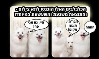 18 תמונות חמודות ומשעשעות של כלבים בתא צילום