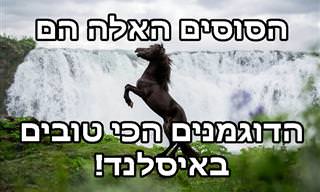 16 תמונות מרהיבות של סוסי פרא באיסלנד