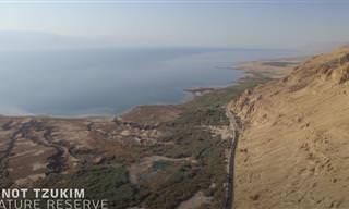 שפע של חיים בים המוות: גלו את הטבע המופלא של אזור ים המלח!