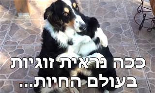 בעלי חיים חמודים מציגים זוגיות חמודה ומשעשעת