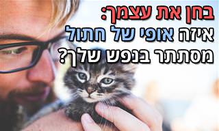 בחן את עצמך: איזה אופי של חתול מסתתר בתוך הנפש שלך