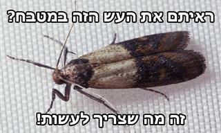 כל מה שצריך לדעת על טיפול בהתפרצויות של עשנור הקמח ומניעת הופעתו
