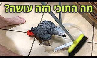 5 סרטוני וואטסאפ שיעשו לכם את היום!