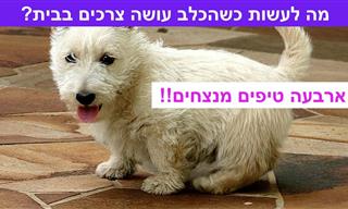 מאלפת כלבים מסבירה מה עושים אם הכלב עושה צרכים בבית