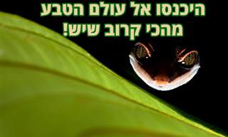 17 מהתמונות הזוכות בתחרות צילומי התקריב לשנת 2020