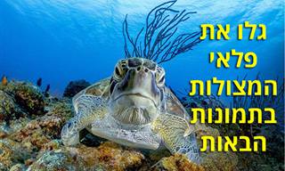 15 תמונות מתחרות 