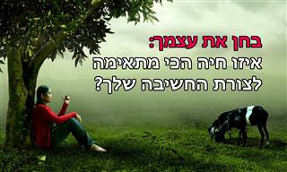 בחן את עצמך: כמו איזו חיה אתה חושב?