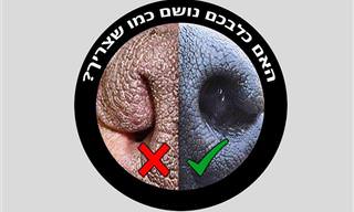 הצרות נחיריים אצל כלבים וכיצד לפתור את הבעיה