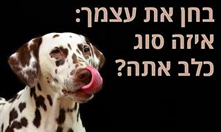 בחן את עצמך: איזה סוג של כלב מתאים לאישיות שלך?