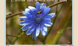 מבחר מרהיב מפרחי הבר בישראל