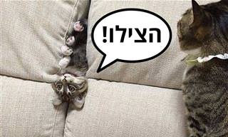 21 תמונות של בעלי חיים חמודים שיעשו לכם את היום